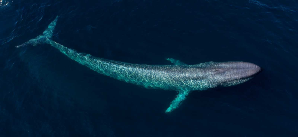 blue whales