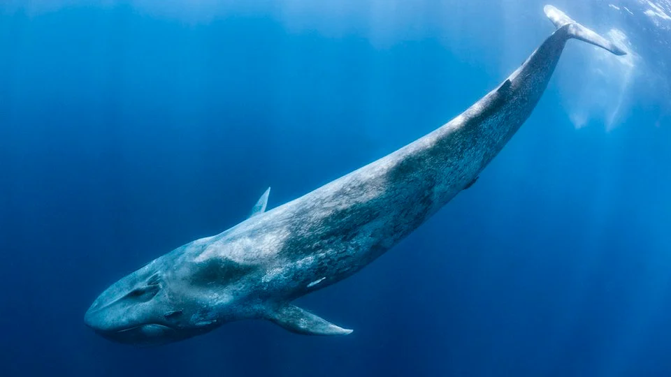 100 feet blue whale