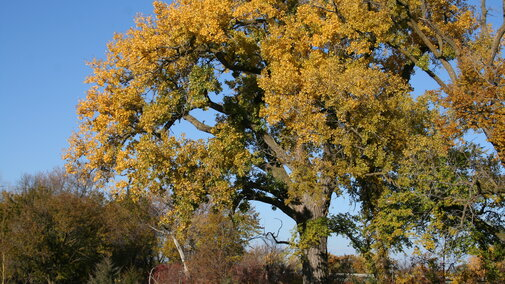 The Eastern Cottonwood Tree
