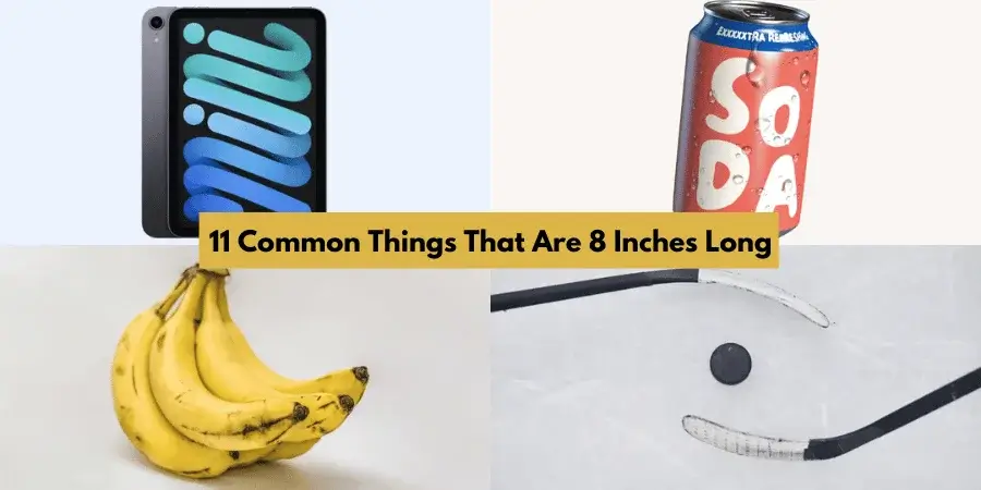 11 Common Things That Are 8 Inches Long