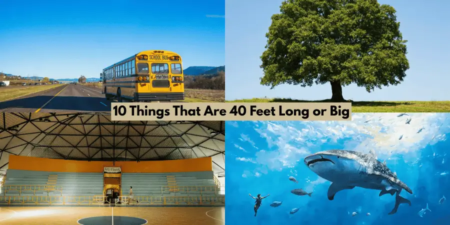 10 Things That Are 40 Feet Long or Big image