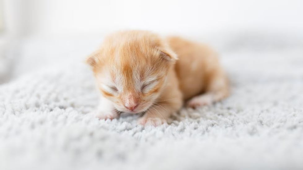 A Newborn Kitten