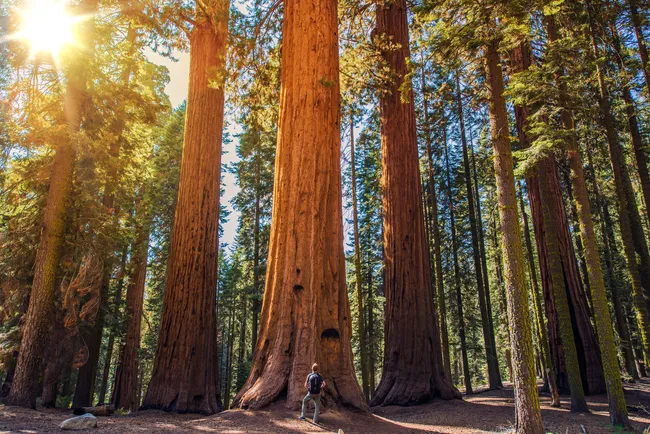 Giant Sequoia Trees 
