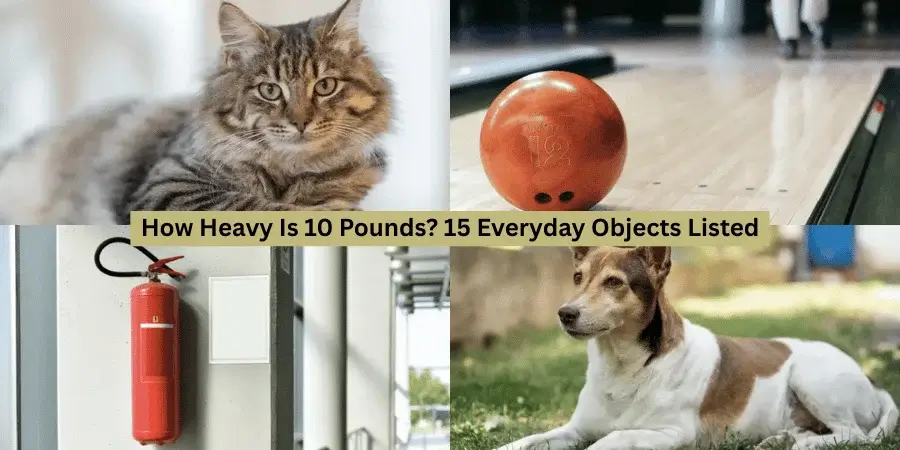15 Everyday Objects That Weigh 10 Pounds