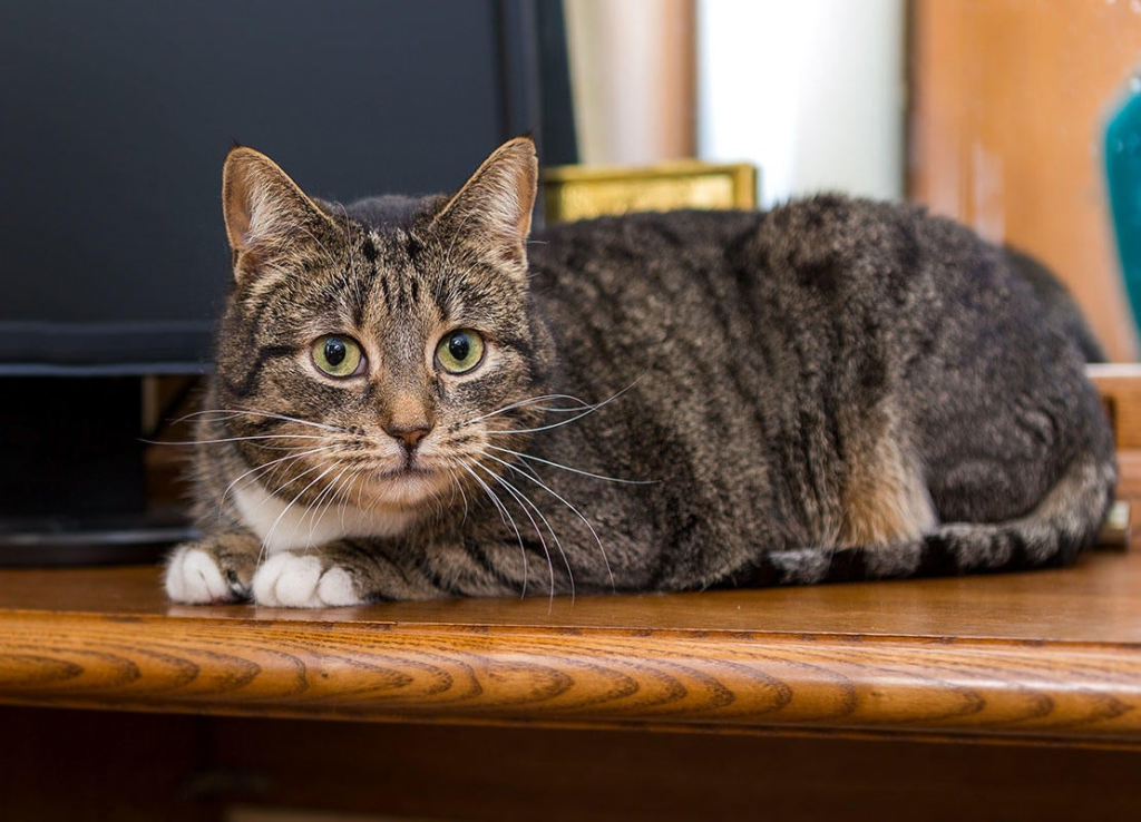 An Adult Cat 10 pounds