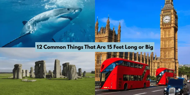 12 Common Things That Are 15 Feet Long or Big