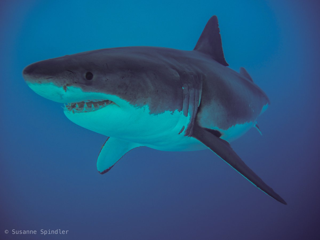 A Great White Shark