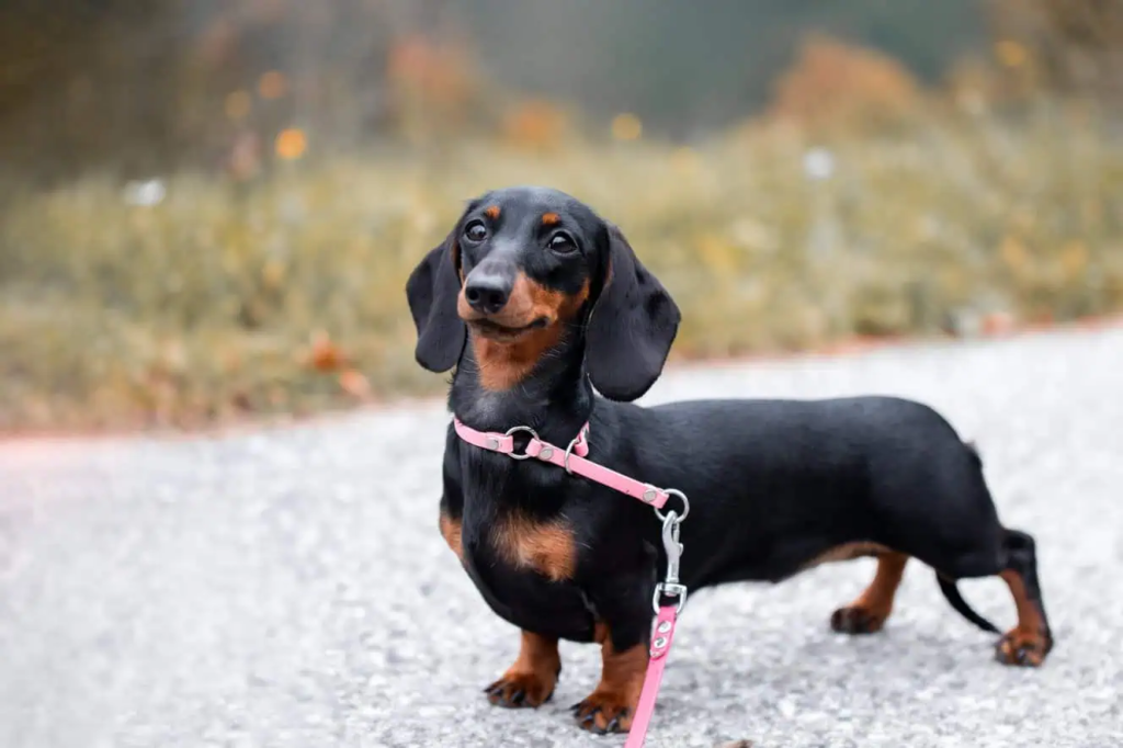 A Grown-up Dachshund Dog