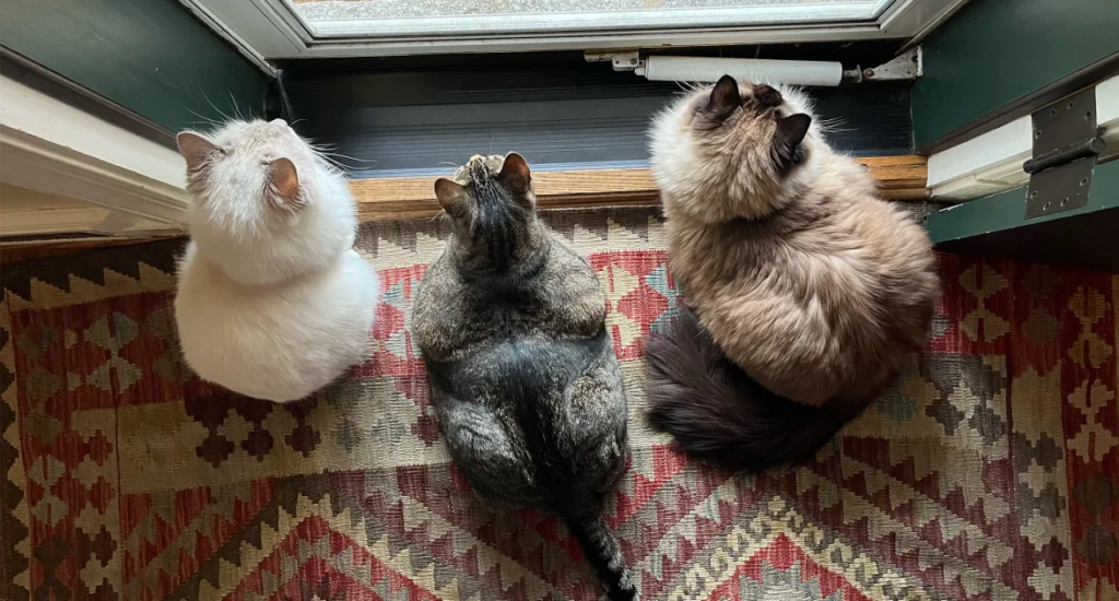 Five Large 20 kg Domestic Cats