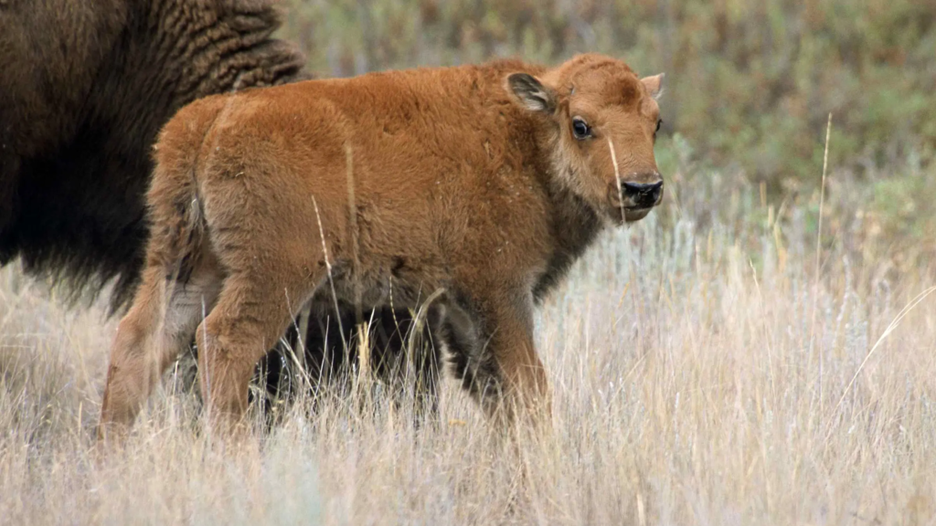 American Bison (At Birth)