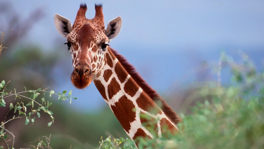 A giraffe