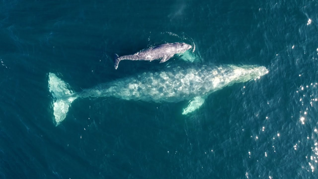Newborn Blue Whale