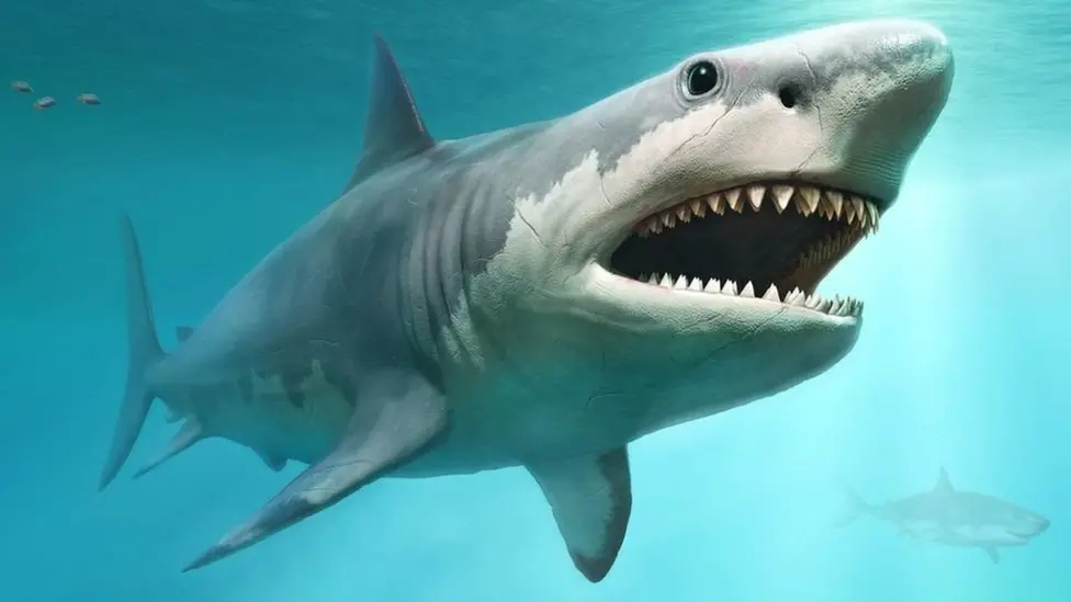 2x Great White Shark