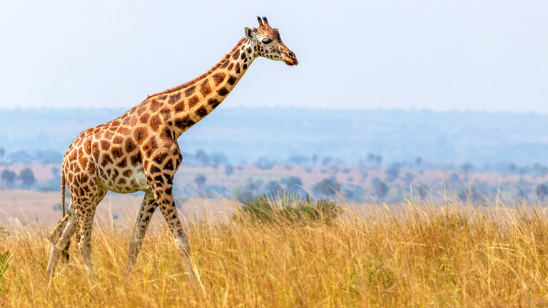 Half of a Giraffe