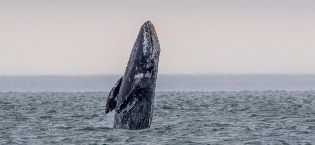 A Grey Whale