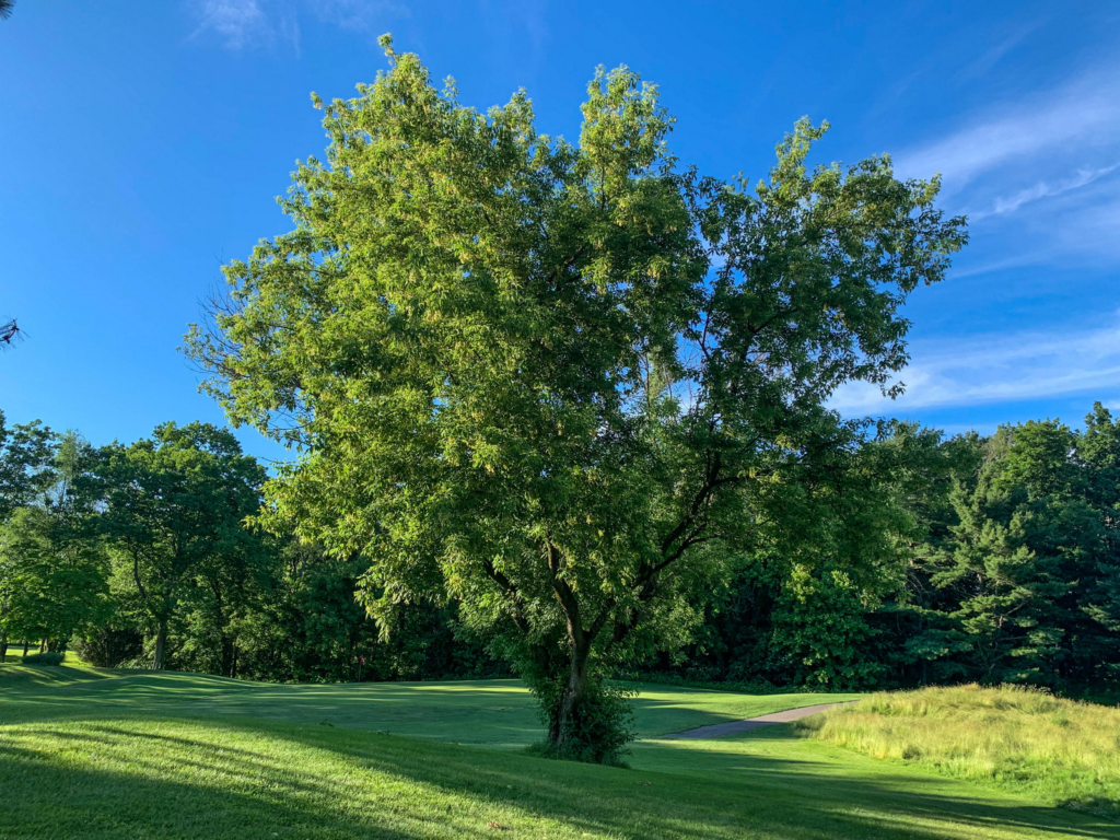 Boxelder Maple Tree